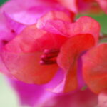 Bougainville flower