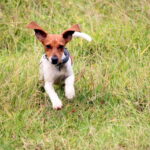 Portrait of a dog running