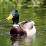 Duck on river