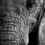 Elephant as seen at Johannesburg zoo