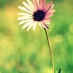 Flower in the wild