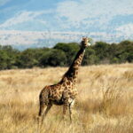 Giraffe at Kruger National Park