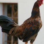 Hen standing on wall at Irene Farm