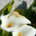 Lillies