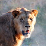 Lion as seen at The Ranch