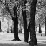 Panoramic view of gum trees at Zoo lake