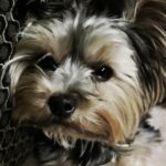 Teacup Yorkshire Terrier (Yorkie)