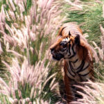 Tiger seen at Johannesburg Zoo