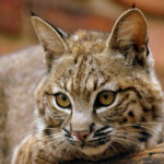 Wild cat seen at Lory Zoo