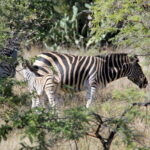 Zebra in Kruger National Park