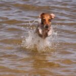 Dog jumps through Gonubie river (Eastern Cape)
