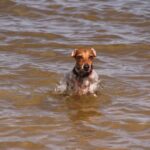 Dog swims in river in the Eastern Cape, Gonubie