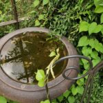 Abandoned bird bath in Parys