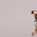 Reflection of dog walking on beach at Gonubie (Eastern Cape)