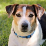 Rescue dog poses for a pawtrait