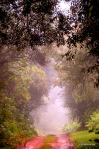 Mystical road in Mpumulanga