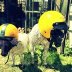 Kamakazie sheep as seen at Victoria Yards