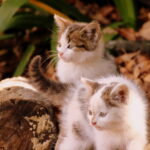 Feral cats at Val Hotel, Mpumalanga