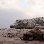 Up close and personal with a crocodile at Sun City