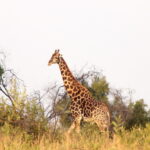 Giraffe seen at Sun City from a quad bike