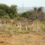 Zebra close to civilization at Sun City