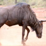 Wildebeest creating dust at Sun City