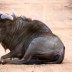 Wildebeest seen at Sun City on the back of a quad bike