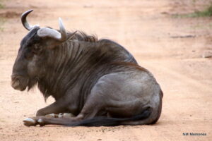 Wildebeest seen at Sun City on the back of a quad bike