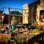 Succulents of all varieties in Cullinan