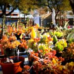 Succulents on display in Cullinan