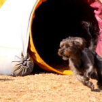 Even little dogs can do SAADA agility trials