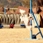 So much fun at SAADA agility trials