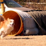 Racing out of tunnel at SAADA agility trials