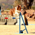 Fun jumping at SAADA agility trials