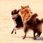 Play time at SAADA trials