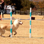 Winding through poles at SAADA trials