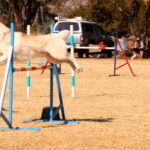 Taking the leap at SAADA trials