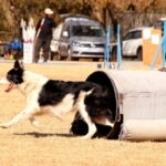 Dog bounds out of tunnel at SAADA trials