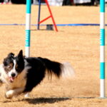 Border Collie races at agility trials